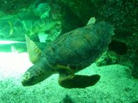 sciences-economiques